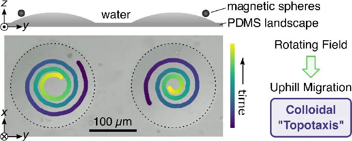 Magnetic microrobots "climb" topographic features
