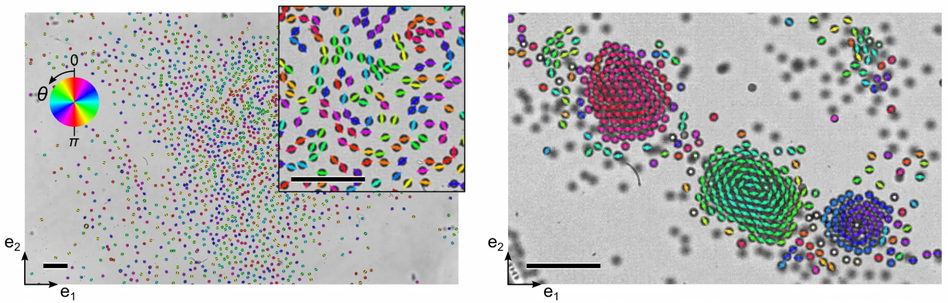 Synchronematic colloids