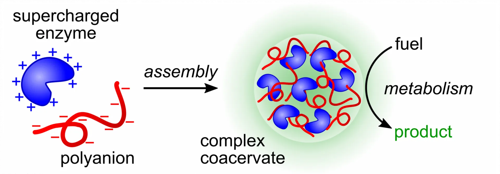 Metabolic Condensate